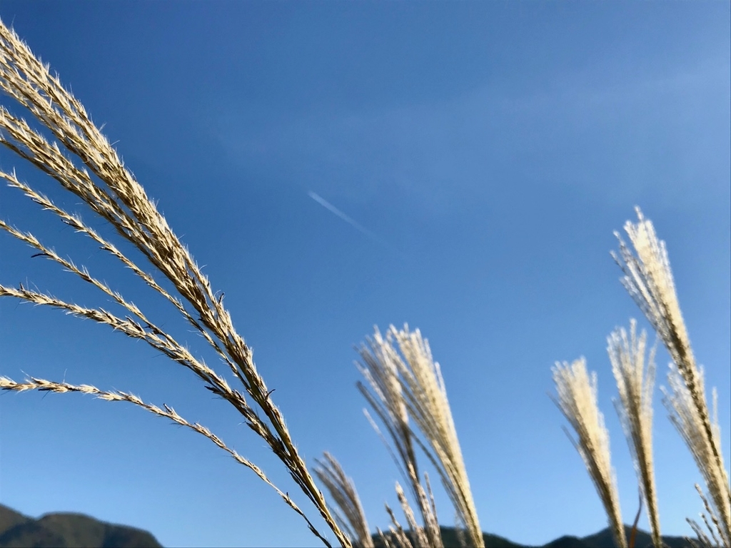 f:id:bochibochidou:20181022203405j:plain