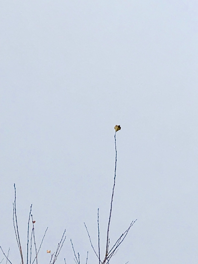 f:id:bochibochidou:20181115202835j:plain f:id:bochibochidou:20181115202835j:plain