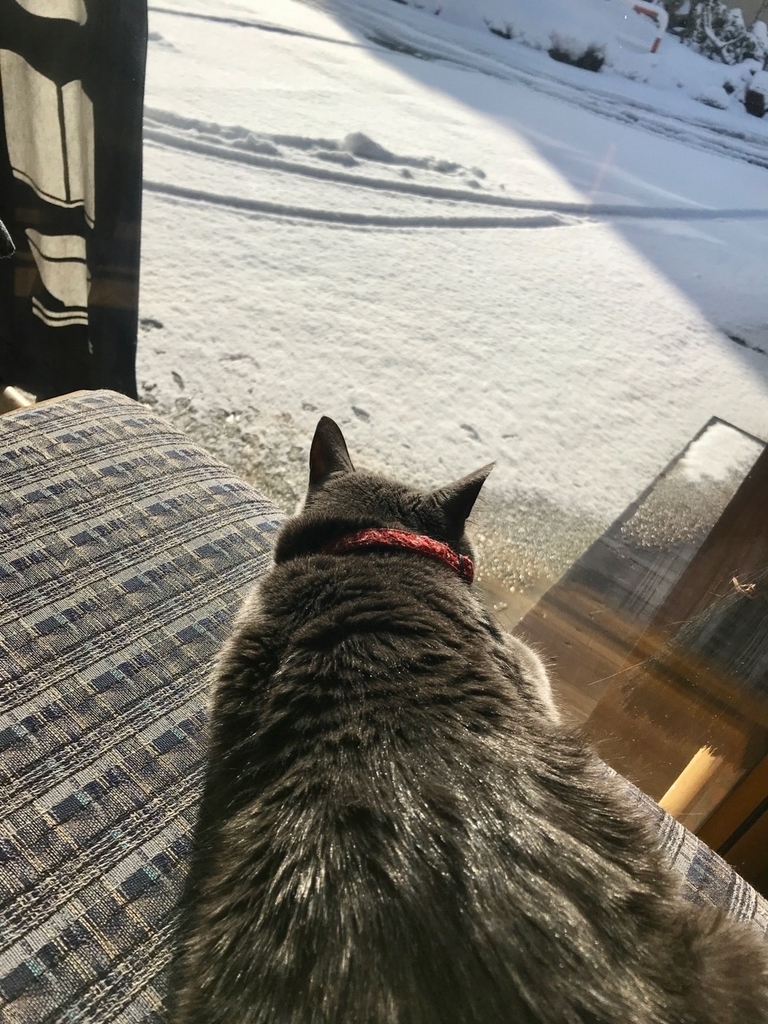 f:id:bochibochidou:20190118202443j:plain f:id:bochibochidou:20190118202443j:plain