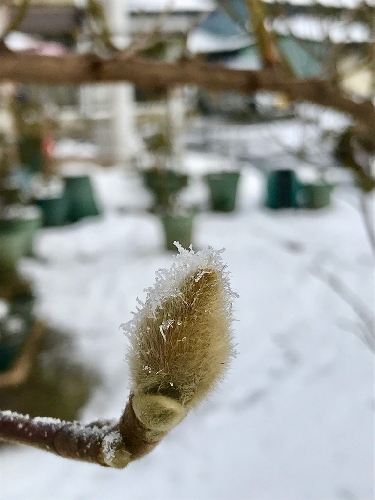 f:id:bochibochidou:20190131193243j:plain