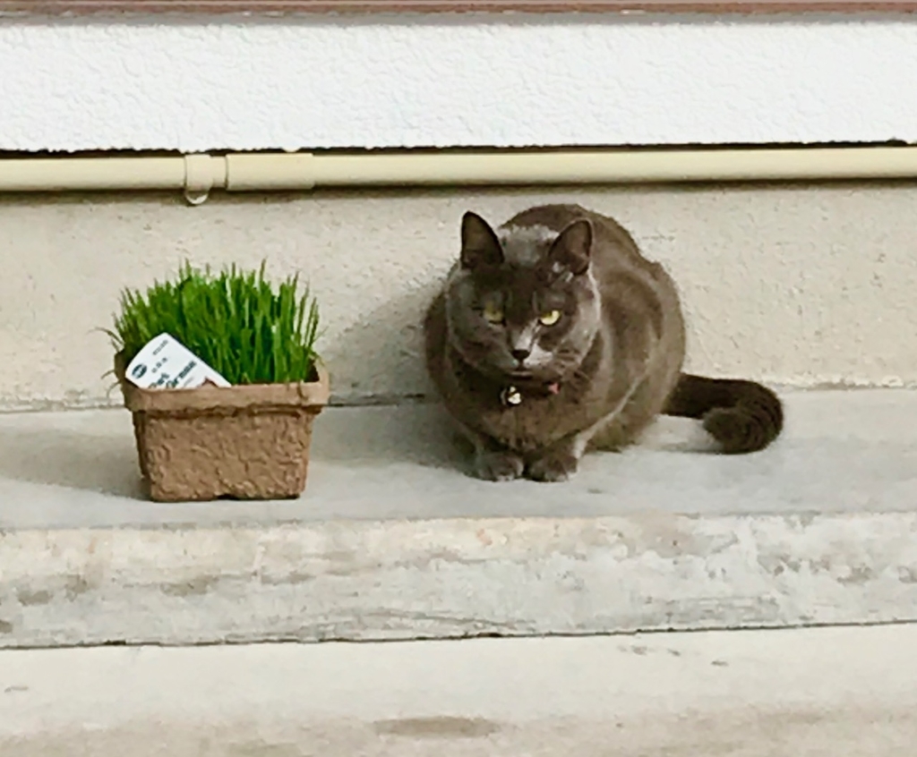 f:id:bochibochidou:20190209201018j:plain