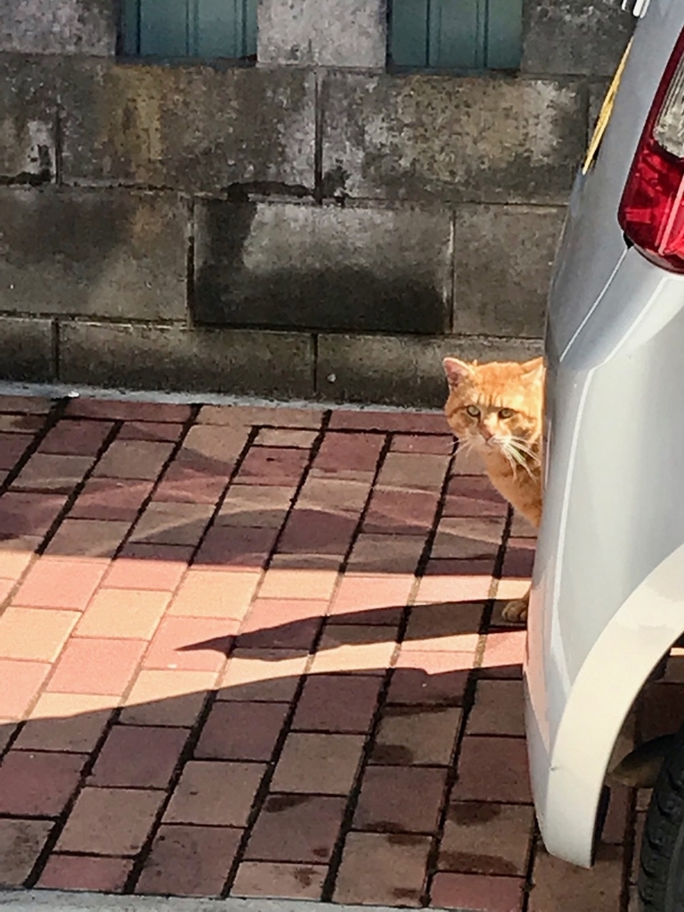 f:id:bochibochidou:20190309204512j:plain f:id:bochibochidou:20190309204512j:plain