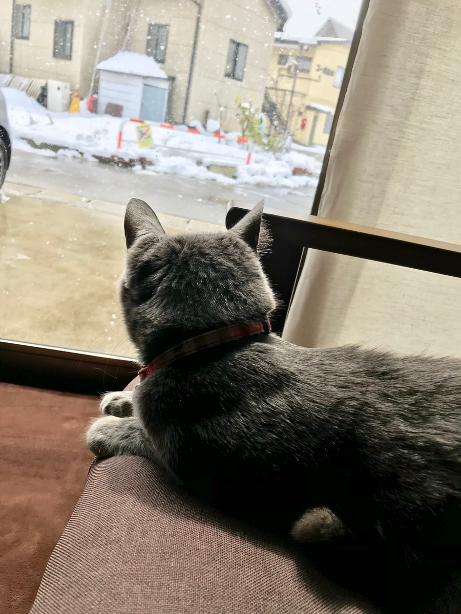f:id:bochibochidou:20190314201930j:plain f:id:bochibochidou:20190314201930j:plain