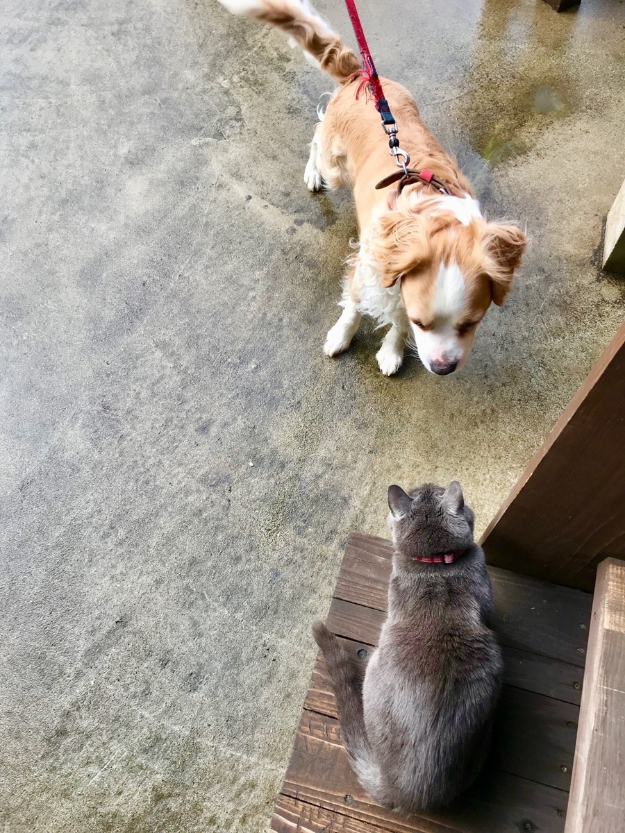 f:id:bochibochidou:20190328194204j:plain f:id:bochibochidou:20190328194204j:plain
