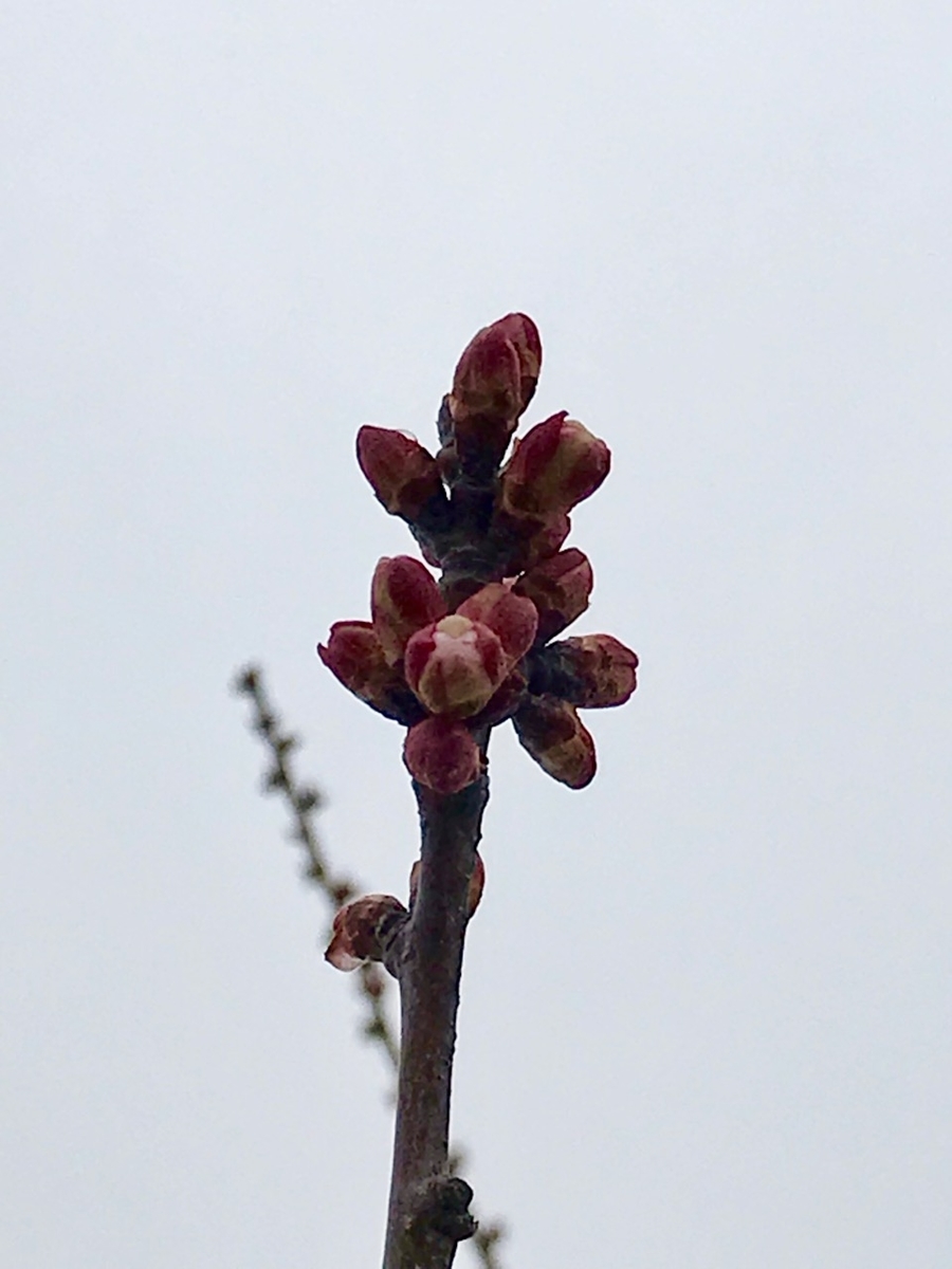 f:id:bochibochidou:20190402201055j:plain