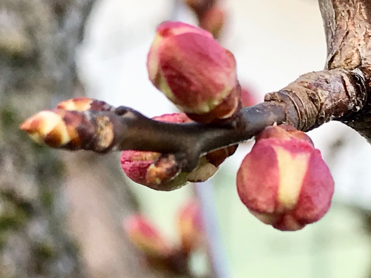 f:id:bochibochidou:20190406195101j:plain f:id:bochibochidou:20190406195101j:plain