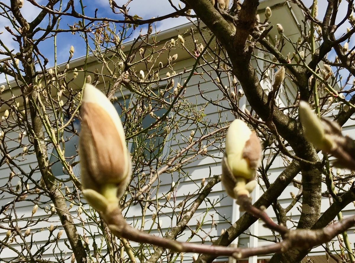 f:id:bochibochidou:20190406195231j:plain f:id:bochibochidou:20190406195231j:plain