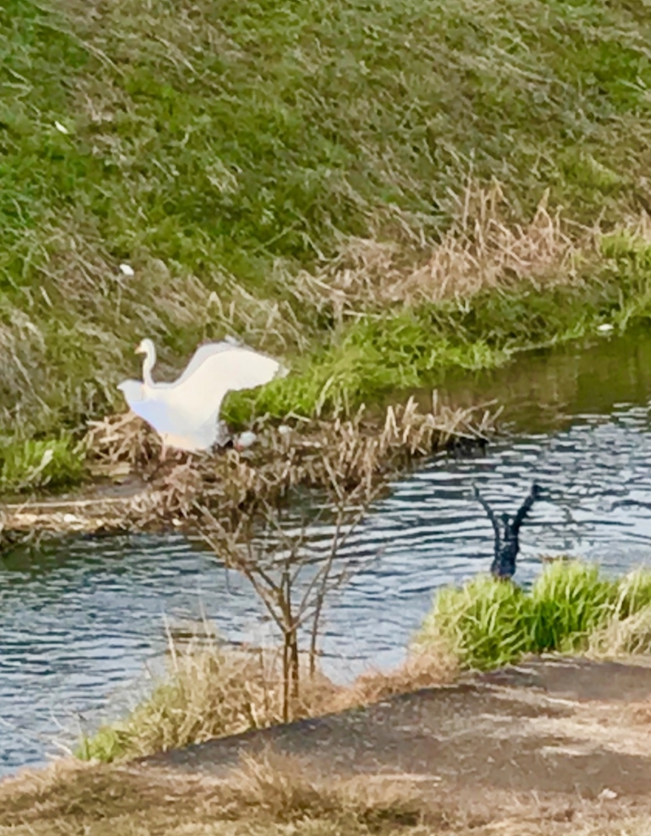f:id:bochibochidou:20190406195543j:plain f:id:bochibochidou:20190406195543j:plain