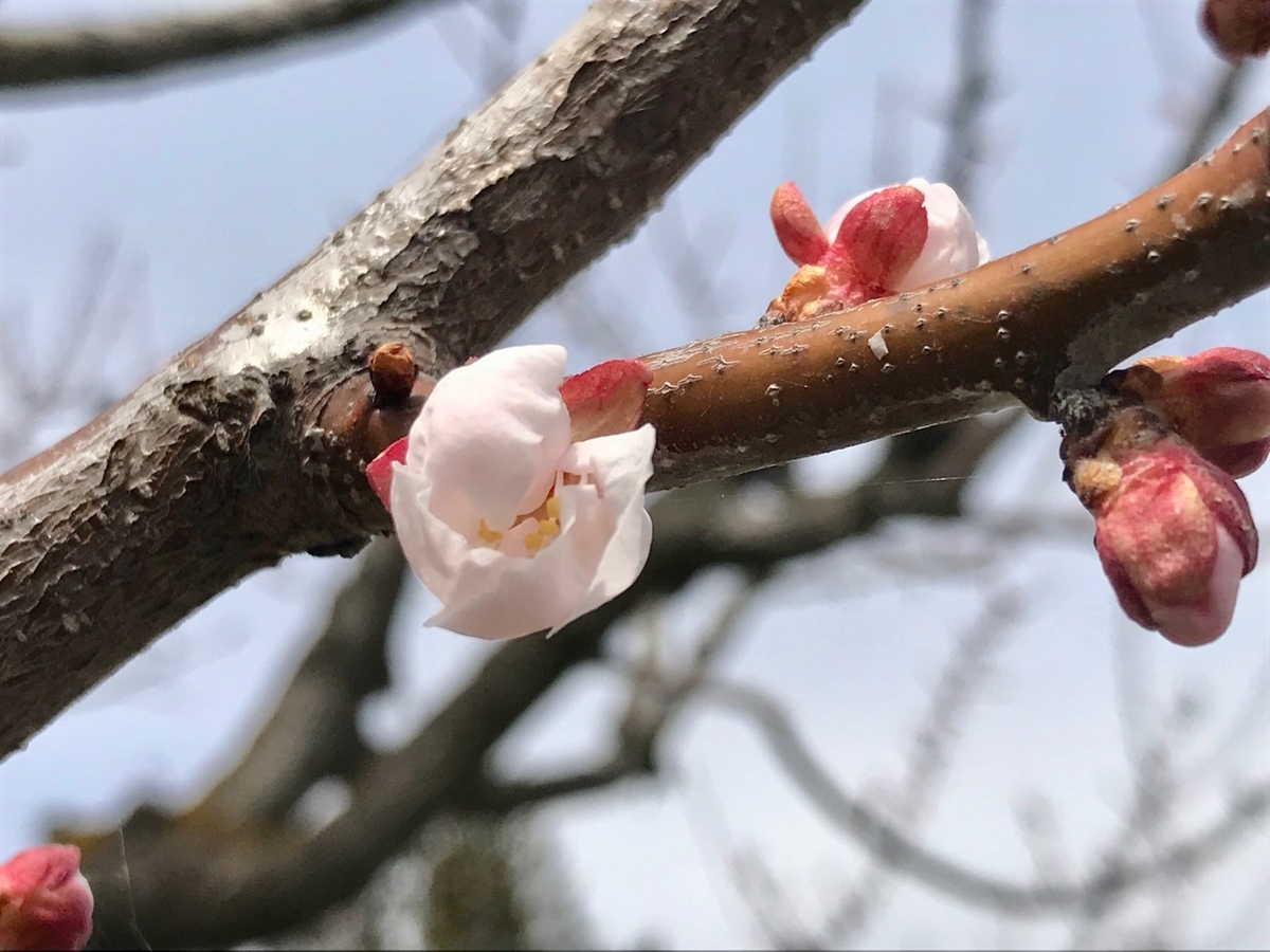 f:id:bochibochidou:20190409200140j:plain
