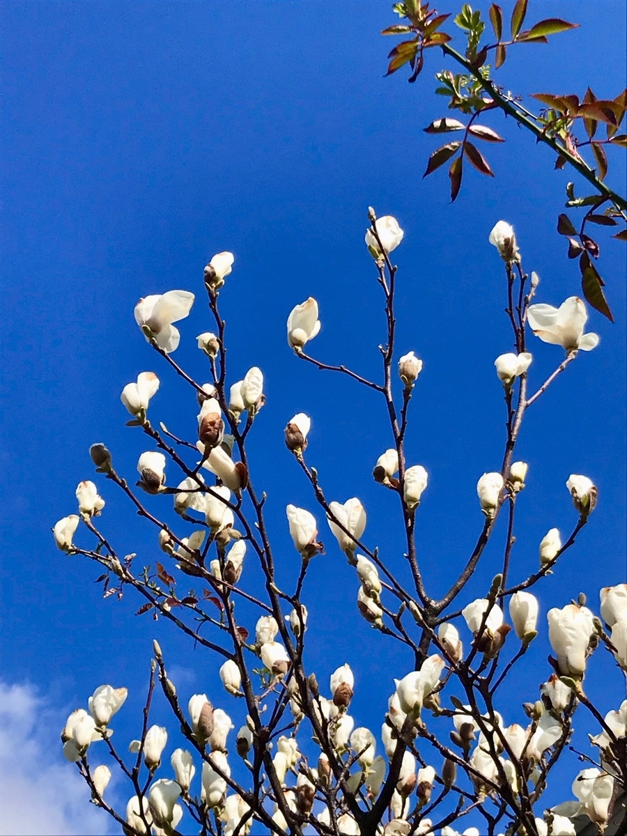 f:id:bochibochidou:20190416201306j:plain