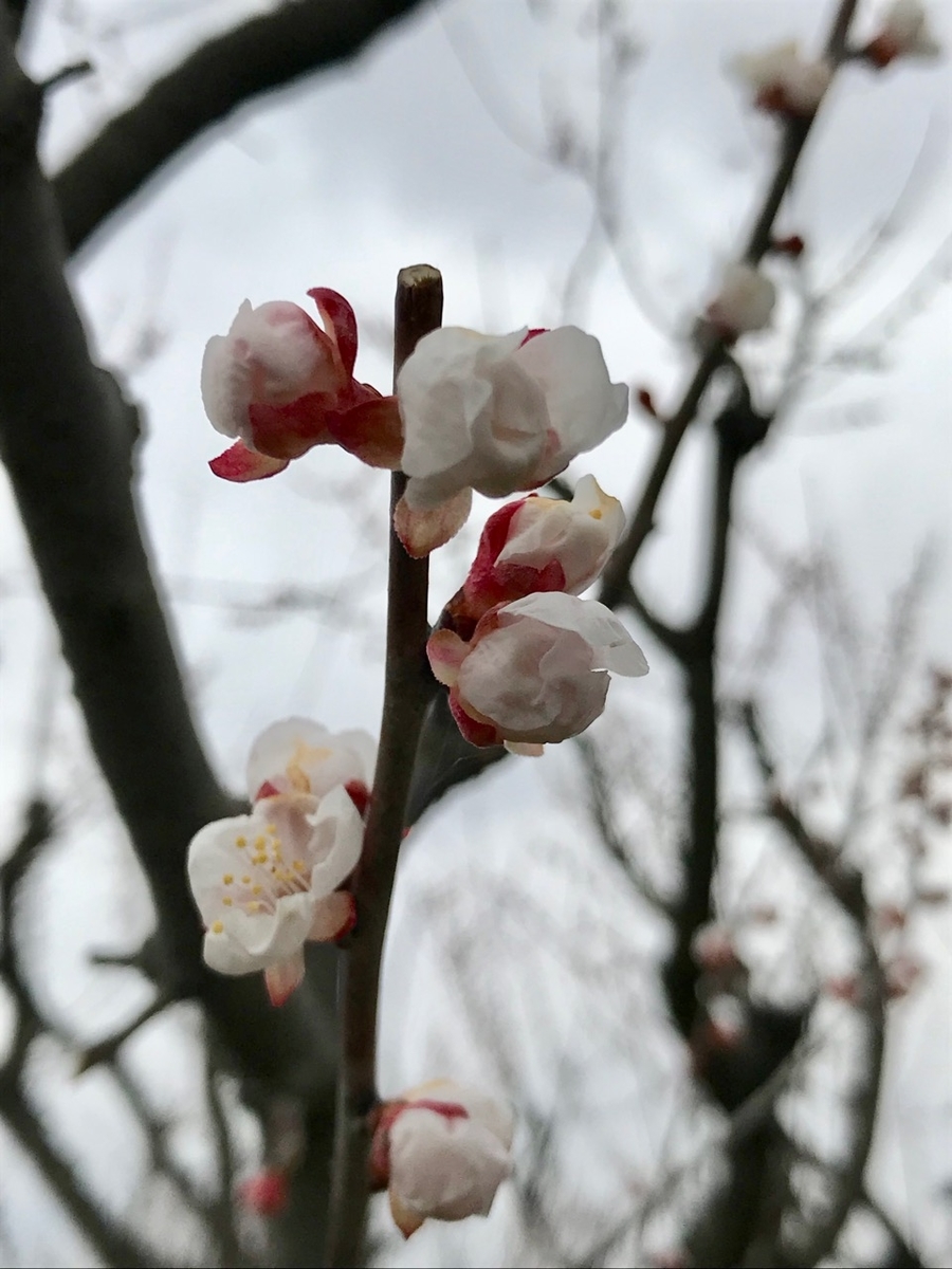 f:id:bochibochidou:20190416201609j:plain