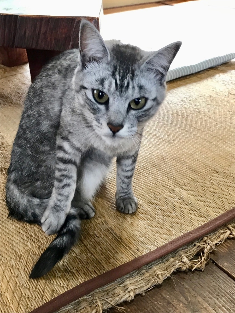 f:id:bochibochidou:20190416202203j:plain