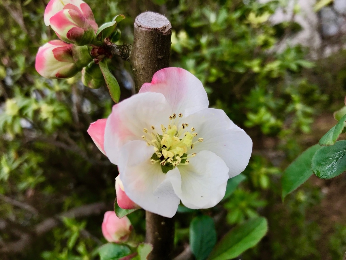 f:id:bochibochidou:20190419202918j:plain
