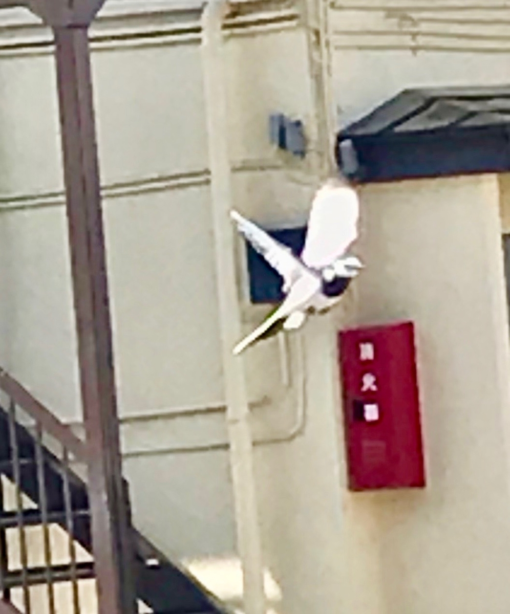 f:id:bochibochidou:20190423202040j:plain