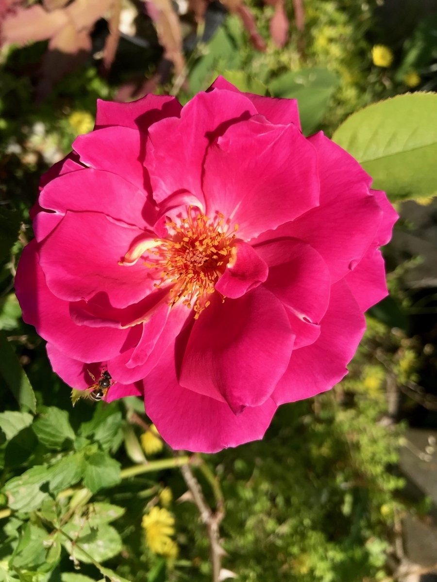 f:id:bochibochidou:20190601203826j:plain