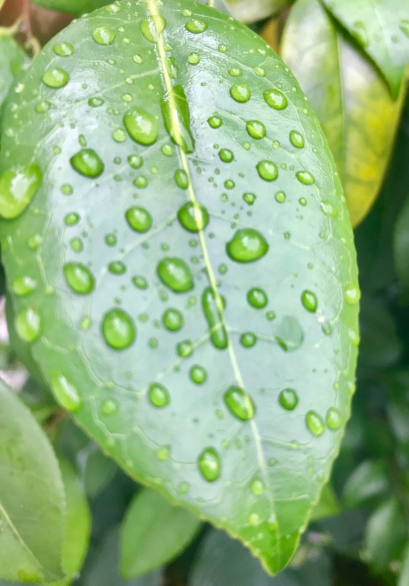f:id:bochibochidou:20190715195022j:plain