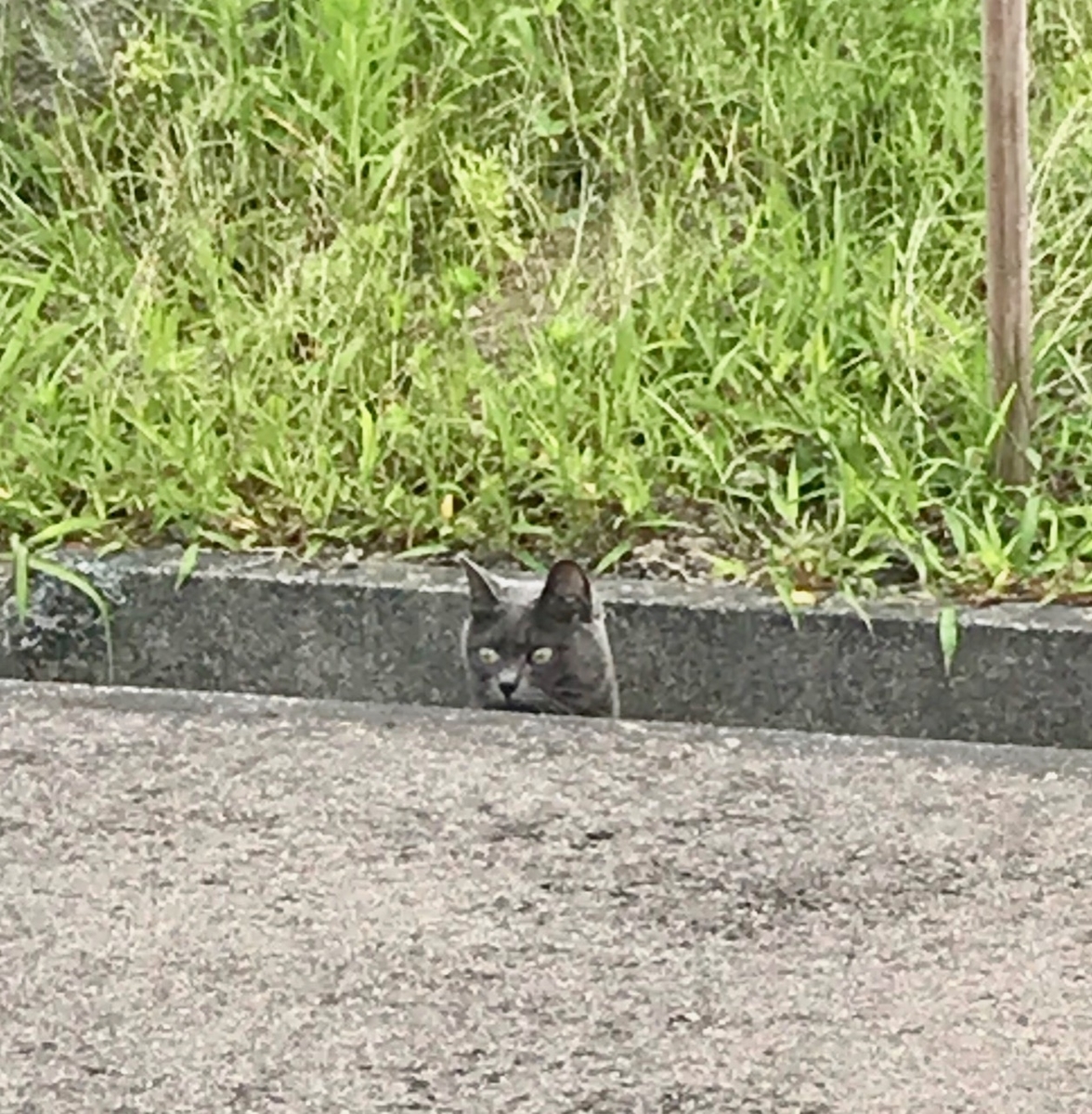 f:id:bochibochidou:20190715195418j:plain
