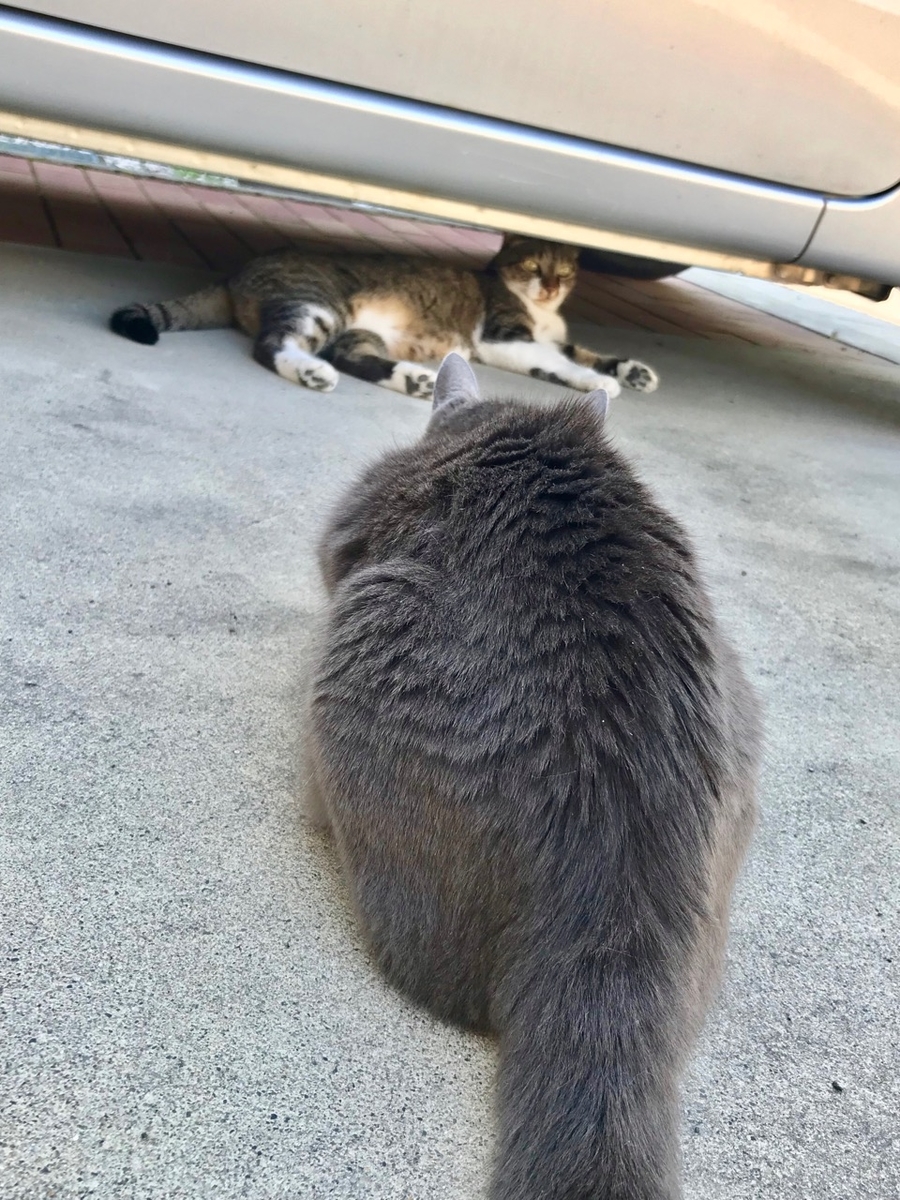 f:id:bochibochidou:20190802200644j:plain