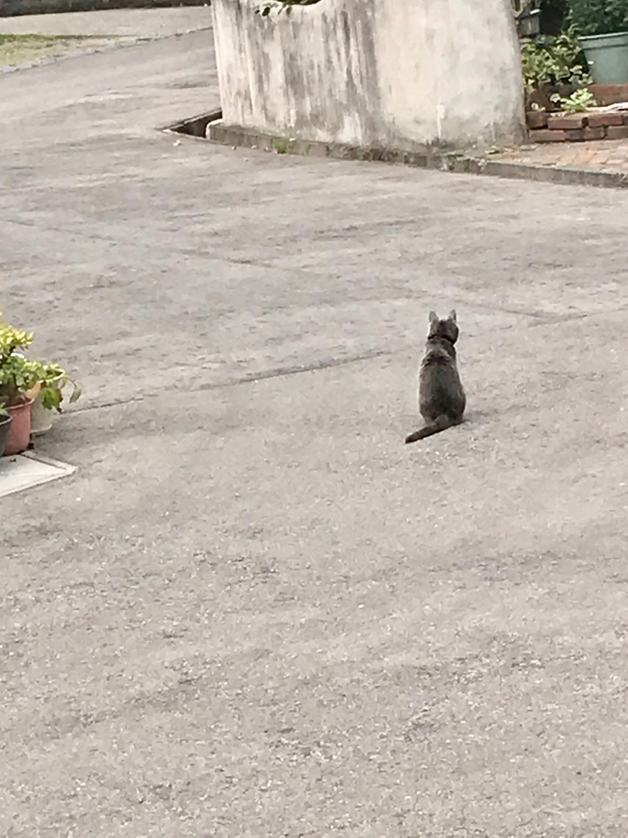 f:id:bochibochidou:20190930194515j:plain