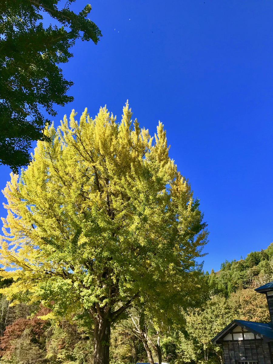 f:id:bochibochidou:20191030202220j:plain