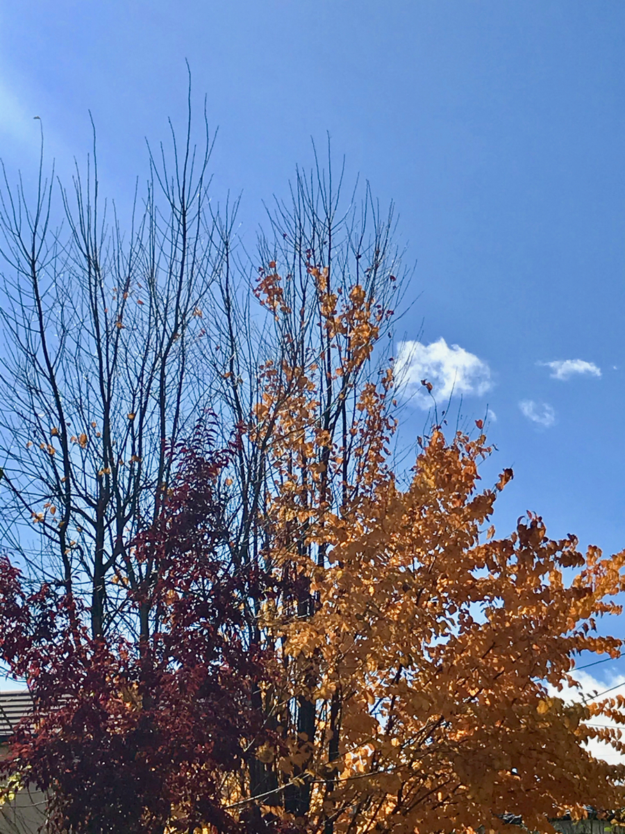 f:id:bochibochidou:20191116194441j:plain f:id:bochibochidou:20191116194441j:plain