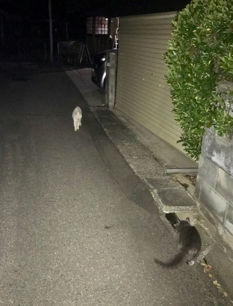 f:id:bochibochidou:20191116194607j:plain f:id:bochibochidou:20191116194607j:plain