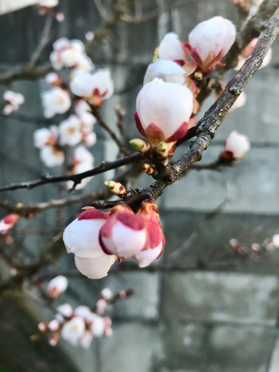 f:id:bochibochidou:20200404202654j:plain f:id:bochibochidou:20200404202654j:plain