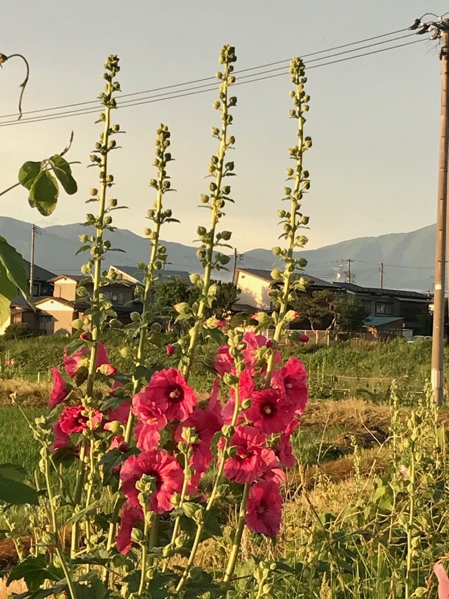 f:id:bochibochidou:20200613201819j:plain
