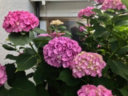 f:id:bochibochidou:20200625200349j:plain f:id:bochibochidou:20200625200349j:plain