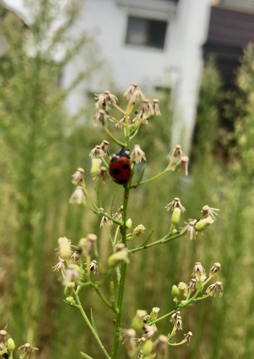 f:id:bochibochidou:20200910202411j:plain