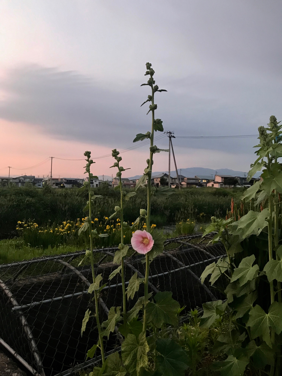 f:id:bochibochidou:20210607194624j:plain