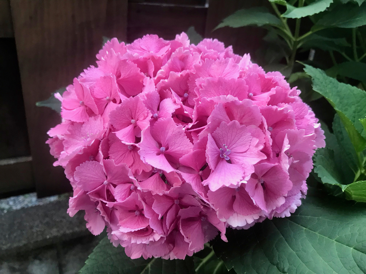 f:id:bochibochidou:20210702202310j:plain