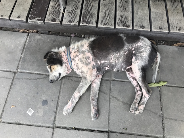 f:id:bochibochika:20170616140811j:plain f:id:bochibochika:20170616140811j:plain