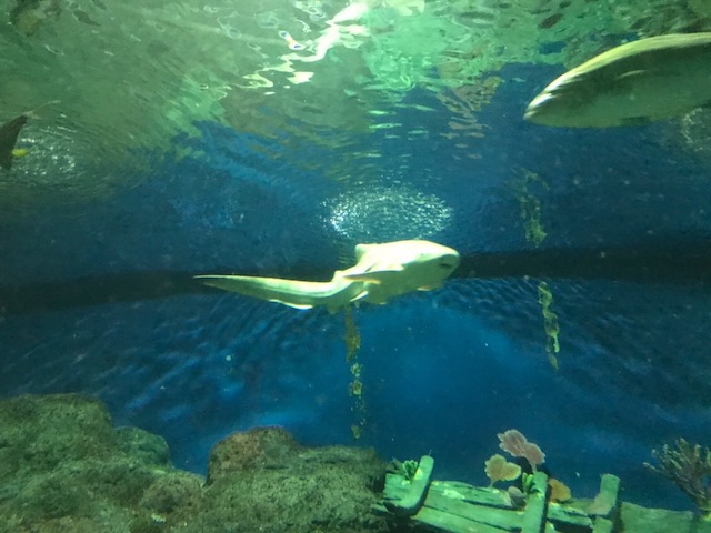 f:id:bochibochika:20200804012102j:plain f:id:bochibochika:20200804012102j:plain