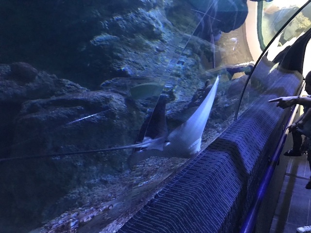 f:id:bochibochika:20200804012131j:plain f:id:bochibochika:20200804012131j:plain