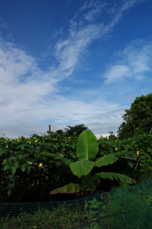 f:id:boda:20080830145852j:image f:id:boda:20080830145852j:image