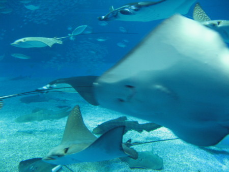 f:id:boda:20090609094928j:image f:id:boda:20090609094928j:image