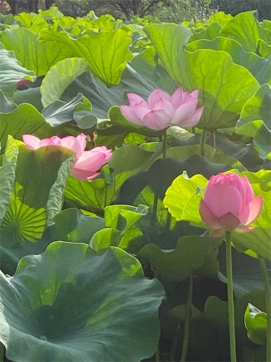 f:id:bodaika:20240719180633j:image f:id:bodaika:20240719180633j:image