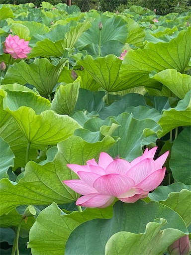 f:id:bodaika:20240719181429j:image f:id:bodaika:20240719181429j:image