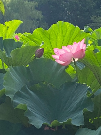 f:id:bodaika:20240719182917j:image f:id:bodaika:20240719182917j:image