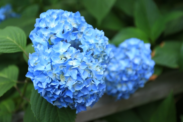 f:id:body-beauty:20160603162724j:plain f:id:body-beauty:20160603162724j:plain