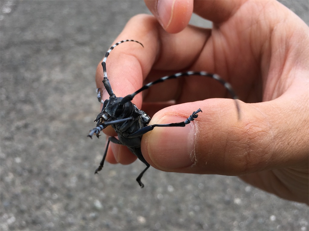 f:id:body-make-studio-pecc:20170610183832j:image