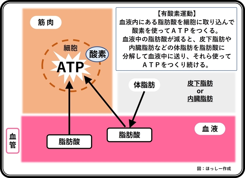 f:id:bodybase:20220106201901j:plain
