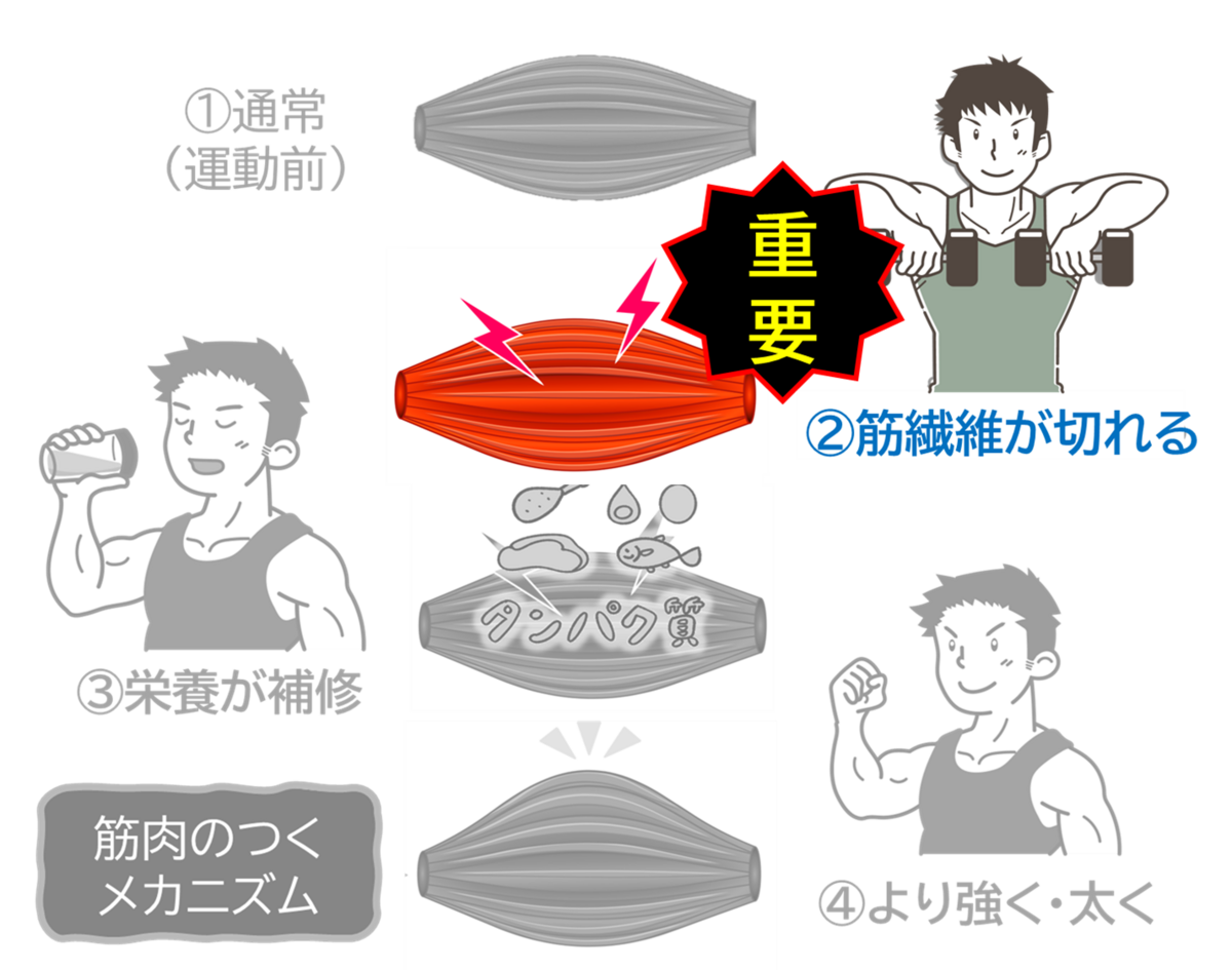 筋繊維が切れることが重要を示すイラスト