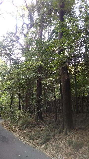 f:id:bodymake8961:20190610073107j:image