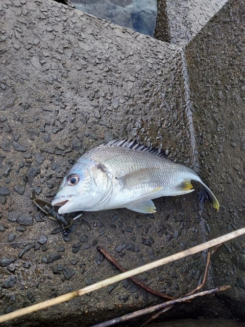 f:id:bognerbream:20210629213314j:image