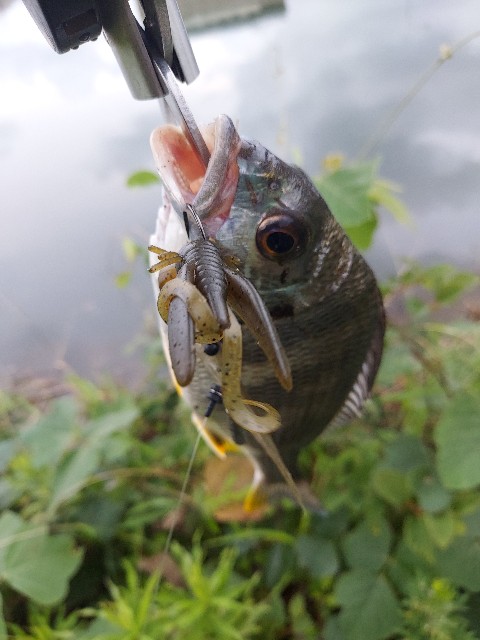 f:id:bognerbream:20210629213337j:image