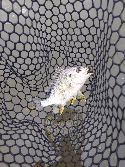 f:id:bognerbream:20210706001744j:image