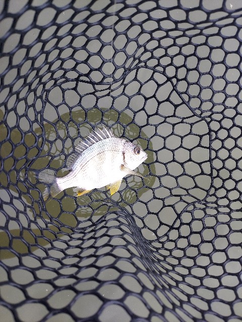 f:id:bognerbream:20210706001812j:image