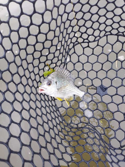 f:id:bognerbream:20210706001851j:image